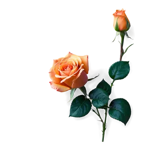 Romantic Orange Rose Png 72 PNG Image