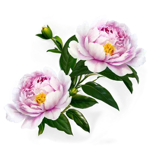 Romantic Peony Pattern Png Yfu PNG Image