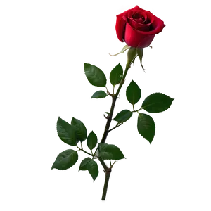 Romantic Red Rose Png Qef56 PNG Image