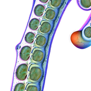 Root Cells Anatomy PNG 98 PNG with transparent background
