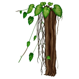 Root Climbing Vine PNG nys94 PNG with transparent background