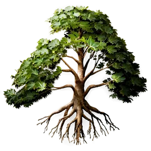 Root D PNG Image