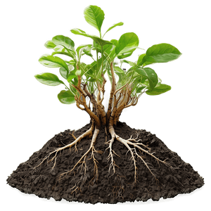 Root in Soil Layer PNG seb9 PNG with transparent background