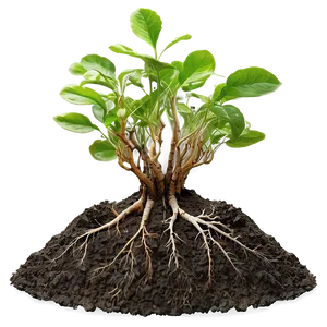 Root In Soil Layer Png Seb9 PNG Image