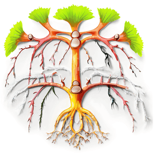 Root System Illustration PNG kci PNG with transparent background