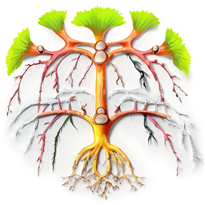 Root System Illustration Png Kci PNG Image