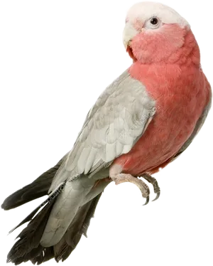 Rose Breasted Cockatoo Profile PNG Image