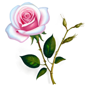 Rose Flower Transparent PNG 05252024 PNG