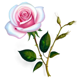 Rose Flower Transparent Png 05252024 PNG Image