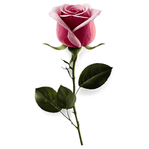 Rose Flower Transparent PNG kvx PNG