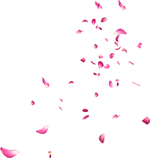 Rose_ Petals_ Falling_ Against_ Black_ Background.jpg PNG Image