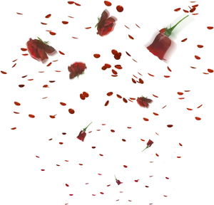 Rose_ Petals_ Falling_in_ Darkness.jpg PNG Image