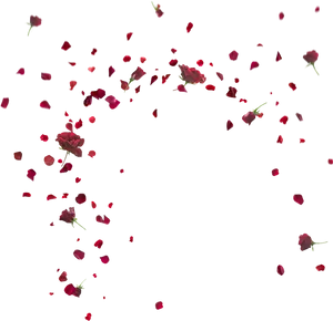 Rose Petals Fallingin Darkness PNG Image