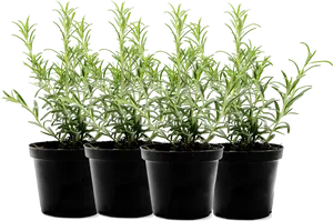 Rosemary Plantsin Black Pots PNG Image