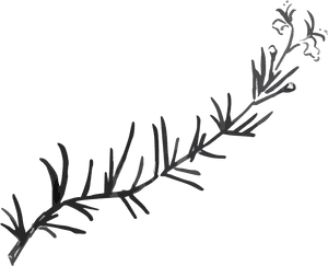 Calligraphy , Png Download - Rosemary Black And White Png, Transparent Png PNG with transparent background