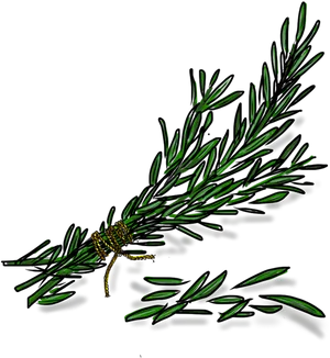 Rosemary Sprig Illustration PNG Image