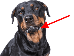 Rottweiler, HD Png Download PNG image with transparent background