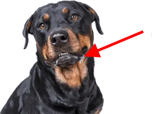 Rottweiler Drooling Closeup PNG Image