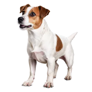 Rough Coat Jack Russell Png Jbl9 PNG Image