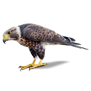 Royal Falcon Png Hnj28 PNG Image