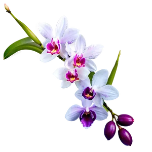 Royal Orchid Png 06252024 PNG Image