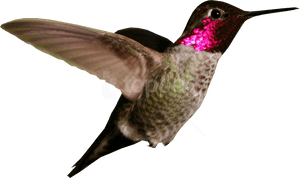 Ruby Throated Hummingbird In Flight.png PNG image with transparent background