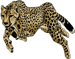 Running Cheetah Png High-quality Image - Cheetah Running Png, Transparent Png PNG image with transparent background