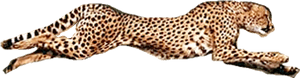 Running Cheetah Transparent Background Png - Transparent Background Cheetah Png, Png Download PNG image with transparent background