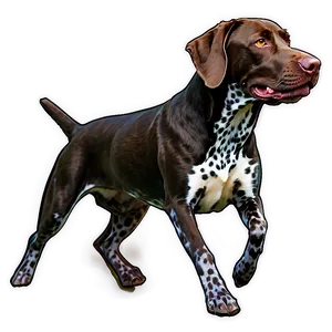 Running German Shorthaired Pointer Png 99 PNG Image