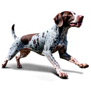 Running German Shorthaired Pointer Png Ruk59 PNG Image