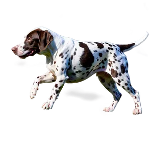 Running German Shorthaired Pointer Png Uwo PNG Image