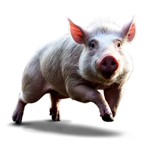 Running Hog Png 06252024 PNG Image