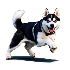 Running Siberian Husky Png 06252024 PNG Image