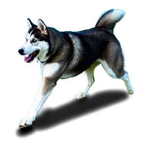 Running Siberian Husky Png Fly PNG Image