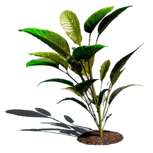 Rural Plant Shadow Png Adf92 PNG Image