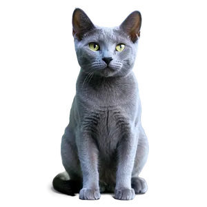 Russian Blue Cat B PNG Image