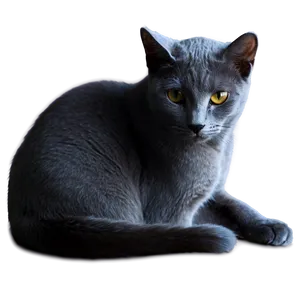 Russian Blue Cat In Shadow Png Myo30 PNG Image