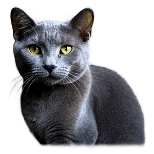 Russian Blue Cat Whiskers Png 06272024 PNG Image