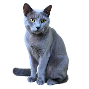 Russian Blue Cat With Soft Fur Png Pva51 PNG Image