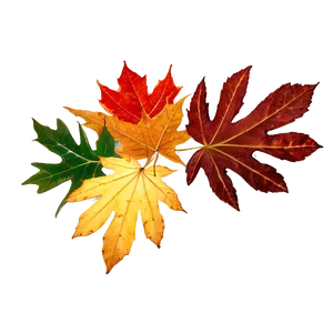 Rustic Fallen Leaves Arrangement Png 57 PNG Image