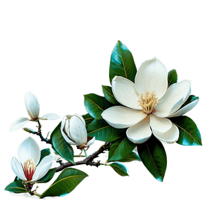 Rustic Magnolia Tree Background PNG wkd PNG