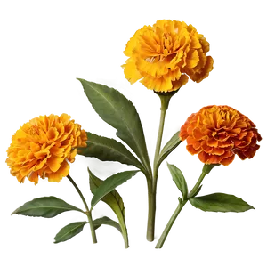 Rustic Marigolds Cluster Png 5 PNG Image