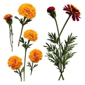 Rustic Marigolds Cluster Png Xeh PNG Image