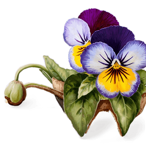 Rustic Pansy PNG 45 PNG