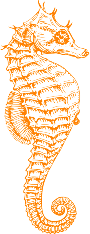 S Seahorse Clipart Png, Transparent Png PNG image with transparent background