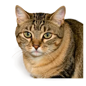 Sad Crying Cat Png 47 PNG Image