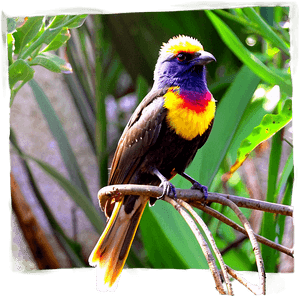 Safari Bird Watching PNG mlg PNG with transparent background