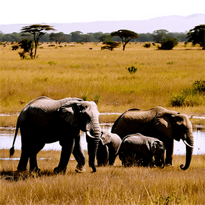 Safari Natural Habitat PNG tek70 PNG image with transparent background