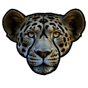 Safari Tracker Guide PNG 06122024 PNG with transparent background