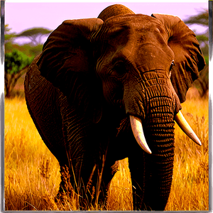Safari Wildlife Documentary PNG hlc22 PNG image with transparent background